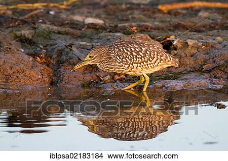 Picture - Nankeen night herons (Nycticorax caledonicus), Kakadu National Park, Northern Territory, Australia, Oceania. Fotosearch