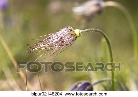 Natural occurrence of the Common Pasque Flower (Pulsatilla vulgaris) in Wachtelberg-Muehlbachtal Nature Reserve in Dehnitz near Wurzen, Muldental, Sachsen, Germany, Europe View Large Photo Image Picture - Natural occurrence of the Common Pasque Flower (Pulsatilla vulgaris) in Wachtelberg-Muehlbachtal Nature Reserve in Dehnitz near Wurzen, Muldental, Sachsen, Germany, Europe. Fotosearch