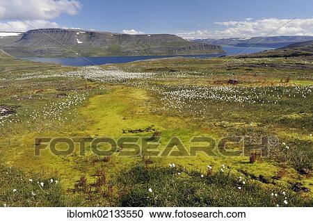 Near Hesteyri, Hesteyrarfjoerður or Joekulfirðir, Hornstrandir hiking paradise, Westfjords, Iceland, Europe View Large Photo Image Stock Image - Near Hesteyri, Hesteyrarfjoerður or Joekulfirðir, Hornstrandir hiking paradise, Westfjords, Iceland, Europe. Fotosearch