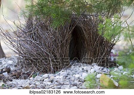 Stock Photograph - Nest of a spotted bowerbird (Chlamydera maculata), Litchfield National Park, Northern Territory, Australia, Oceania. Fotosearch