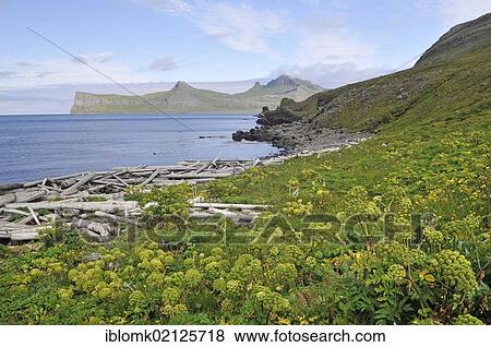 Norwegian angelica (Angelica archangelica) and driftwood, Hornbjarg, Hornvík or Hornvik bay, Hornstrandir, Westfjords, Iceland, Europe View Large Photo Image Stock Photo - Norwegian angelica (Angelica archangelica) and driftwood, Hornbjarg, Hornvík or Hornvik bay, Hornstrandir, Westfjords, Iceland, Europe. Fotosearch