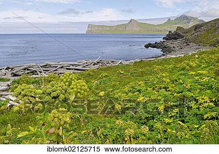 Stock Photography - Norwegian angelica (Angelica archangelica), Hornbjarg, Hornvík or Hornvik bay, Hornstrandir, Westfjords, Iceland, Europe. Fotosearch