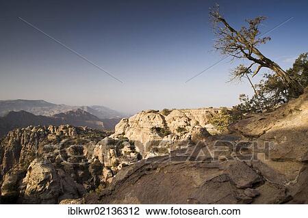 Stock Image - Oblique-growing tree, Dana Nature Reserve, Jordan, Middle East, Asia. Fotosearch