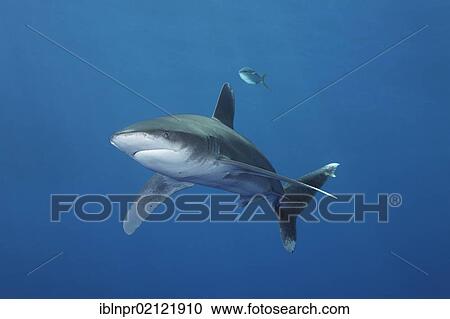 Stock Image - Oceanic Whitetip Shark (Carcharhinus longimanus) swimming in blue water, Great Barrier Reef, UNESCO World Heritage Site, Cairns, Queensland, Australia, Pacific, Oceania. Fotosearch
