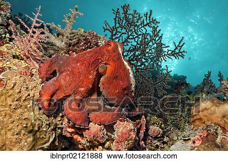 Octopus (Octopus vulgaris), red, sitting on coral reef, Great Barrier Reef, UNESCO World Heritage Site, Cairns, Queensland, Australia, Pacific, Oceania View Large Photo Image Stock Photo - Octopus (Octopus vulgaris), red, sitting on coral reef, Great Barrier Reef, UNESCO World Heritage Site, Cairns, Queensland, Australia, Pacific, Oceania. Fotosearch