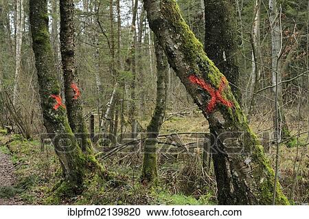 Stock Image - Old Birch trees (Betula) marked with red X crosses for felling in Bavarian forest, Chiemgau Upper, Bavaria, Germany, Europe. Fotosearch