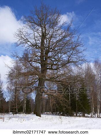 Old oak tree (Quercus sp. ), Deuringer Heide heath, Stadtbergen, Swabia, Bavaria, Germany, Europe View Large Photo Image Stock Photo - Old oak tree (Quercus sp. ), Deuringer Heide heath, Stadtbergen, Swabia, Bavaria, Germany, Europe. Fotosearch