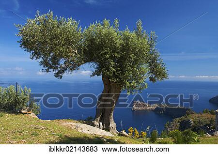 Olive tree (Olea europaea) on Miramar estate and headland of Sa Foradada, near Valldemossa, Majorca, Balearic Islands, Spain, Europe View Large Photo Image Stock Image - Olive tree (Olea europaea) on Miramar estate and headland of Sa Foradada, near Valldemossa, Majorca, Balearic Islands, Spain, Europe. Fotosearch