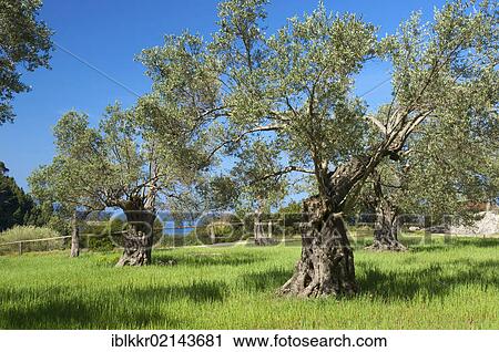 Olive trees (Olea europaea), Miramar estate, near Valldemossa, Majorca, Balearic Islands, Spain, Europe View Large Photo Image Stock Image - Olive trees (Olea europaea), Miramar estate, near Valldemossa, Majorca, Balearic Islands, Spain, Europe. Fotosearch