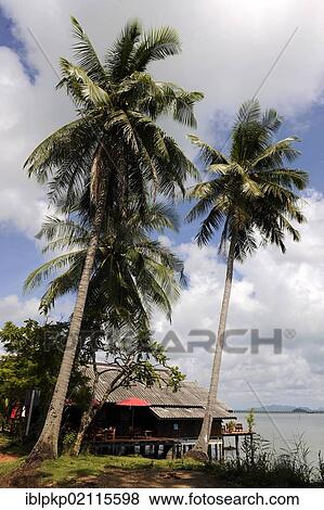 Palm trees and house on stilts in Koh Lanta, Thailand, Asia View Large Photo Image Stock Photo - Palm trees and house on stilts in Koh Lanta, Thailand, Asia. Fotosearch