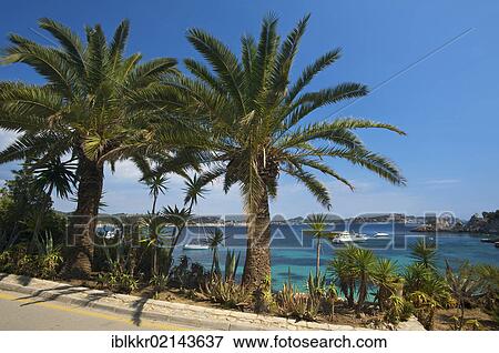 Stock Photo - Palm trees, Cala Fornells, Majorca, Balearic Islands, Spain, Europe. Fotosearch