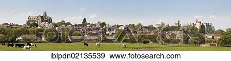 Stock Photo - Panorama of cows grazing in a field in front of Arundel Castle, West Sussex, England, United Kingdom, Europe. Fotosearch