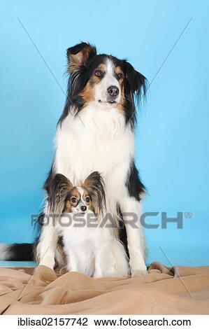 Papillon and crossbreed of Bernese Mountain Dog and Collie, sitting in front of turquoise View Large Photo Image Stock Image - Papillon and crossbreed of Bernese Mountain Dog and Collie, sitting in front of turquoise. Fotosearch