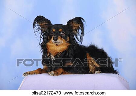 Stock Image - Papillon-Chihuahua crossbreed, hybrid, lying on a checkered blanket. Fotosearch