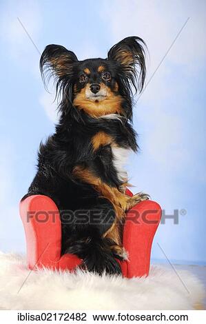 Papillon-Chihuahua crossbreed, hybrid, sitting on a red mini sofa View Large Photo Image Stock Image - Papillon-Chihuahua crossbreed, hybrid, sitting on a red mini sofa. Fotosearch