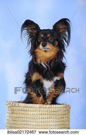 Stock Photo - Papillon-Chihuahua crossbreed, hybrid, standing in a basket. Fotosearch