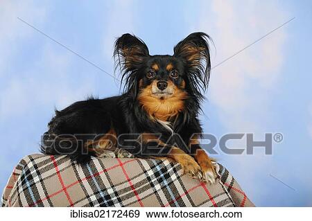 Papillon-Chihuahua crossbreed, hybrid, lying on a checkered blanket View Large Photo Image Stock Photo - Papillon-Chihuahua crossbreed, hybrid, lying on a checkered blanket. Fotosearch