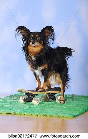 Papillon-Chihuahua crossbreed, hybrid, standing on a mini skateboard View Large Photo Image Stock Photo - Papillon-Chihuahua crossbreed, hybrid, standing on a mini skateboard. Fotosearch