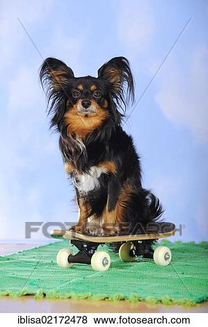 Stock Photo - Papillon-Chihuahua crossbreed, hybrid, sitting on a mini skateboard. Fotosearch