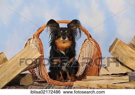 Papillon-Chihuahua crossbreed, hybrid, sitting in a wicker basket next to logs View Large Photo Image Stock Photograph - Papillon-Chihuahua crossbreed, hybrid, sitting in a wicker basket next to logs. Fotosearch