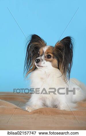 Stock Photo - Papillon lying on a brown blanket in front of turquoise. Fotosearch