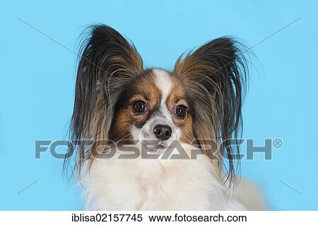 Papillon, portrait, in front of turquoise View Large Photo Image Stock Photography - Papillon, portrait, in front of turquoise. Fotosearch