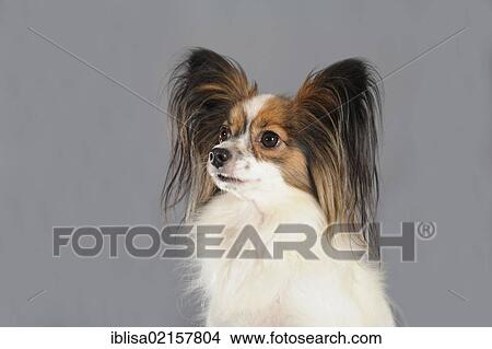 Picture - Papillon, portrait. Fotosearch