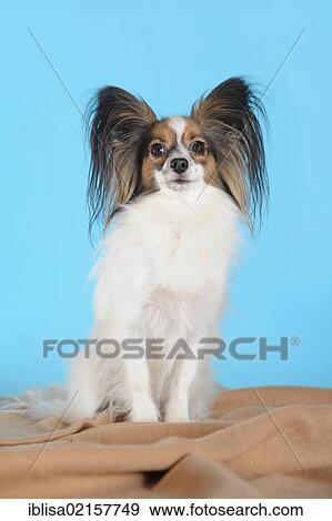 Stock Photo - Papillon sitting on a brown blanket in front of turquoise. Fotosearch