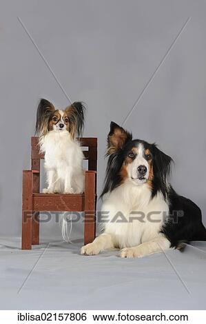 Stock Photograph - Papillon sitting on a small chair beside a lying crossbreed of Bernese Mountain Dog and Collie. Fotosearch
