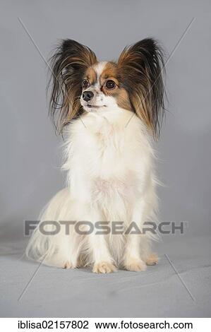 Papillon, sitting View Large Photo Image Stock Image - Papillon, sitting. Fotosearch