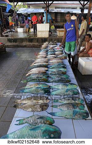 Papuan fishmongers selling coral fish or wrasse at the fish market in Kota Biak, Biak Island, West Papua, Indonesia, Southeast Asia, Asia View Large Photo Image Stock Photo - Papuan fishmongers selling coral fish or wrasse at the fish market in Kota Biak, Biak Island, West Papua, Indonesia, Southeast Asia, Asia. Fotosearch
