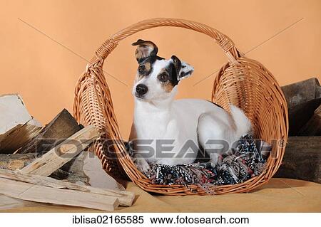 Parson Russell Terrier, lying in a basket between firewood View Large Photo Image Stock Photography - Parson Russell Terrier, lying in a basket between firewood. Fotosearch