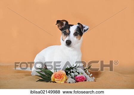 Parson Russell Terrier lying next to flowers View Large Photo Image Stock Photo - Parson Russell Terrier lying next to flowers. Fotosearch
