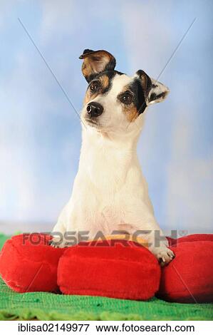 Parson Russell Terrier lying on a red flower cushion View Large Photo Image Stock Photo - Parson Russell Terrier lying on a red flower cushion. Fotosearch
