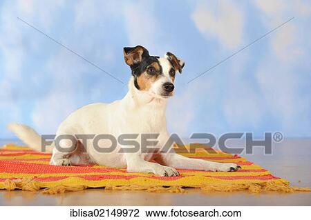 Parson Russell Terrier lying on a blanket View Large Photo Image Stock Image - Parson Russell Terrier lying on a blanket. Fotosearch