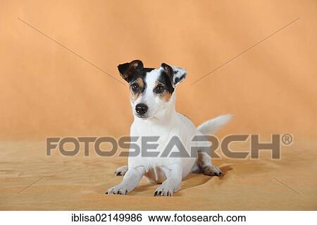 Stock Photograph - Parson Russell Terrier lying. Fotosearch