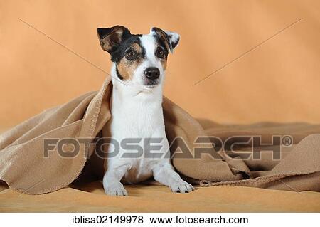 Parson Russell Terrier lying with a brown blanket View Large Photo Image Stock Photo - Parson Russell Terrier lying with a brown blanket. Fotosearch