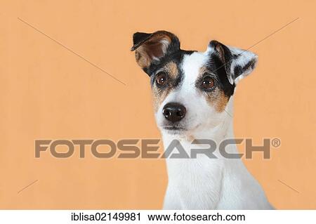 Parson Russell Terrier, portrait View Large Photo Image Stock Image - Parson Russell Terrier, portrait. Fotosearch