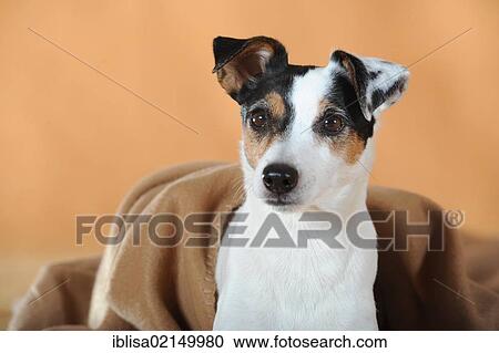 Parson Russell Terrier, portrait, with a brown blanket View Large Photo Image Stock Image - Parson Russell Terrier, portrait, with a brown blanket. Fotosearch
