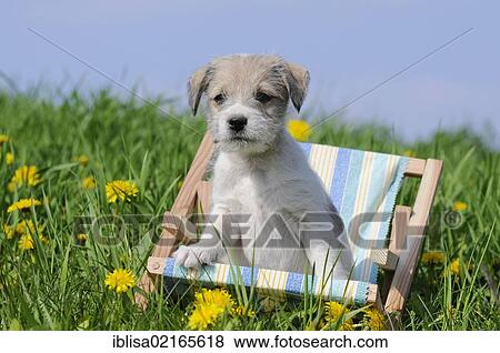 Parson Russell Terrier puppy sitting in a mini deck chair on a meadow View Large Photo Image Stock Photo - Parson Russell Terrier puppy sitting in a mini deck chair on a meadow. Fotosearch