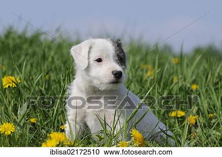 Stock Image - Parson Russell Terrier, puppy, sitting on a dandelion meadow. Fotosearch