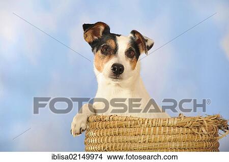 Picture - Parson Russell Terrier sitting in a basket. Fotosearch