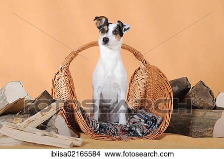 Parson Russell Terrier, sitting in a basket between firewood View Large Photo Image Picture - Parson Russell Terrier, sitting in a basket between firewood. Fotosearch