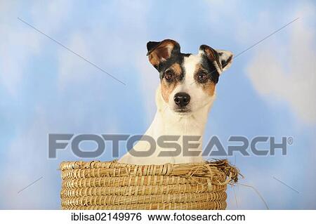 Parson Russell Terrier sitting in a basket View Large Photo Image Stock Photograph - Parson Russell Terrier sitting in a basket. Fotosearch