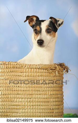 Parson Russell Terrier sitting in a basket View Large Photo Image Stock Photography - Parson Russell Terrier sitting in a basket. Fotosearch