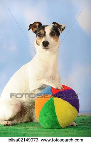 Stock Image - Parson Russell Terrier sitting next to a colourful ball. Fotosearch
