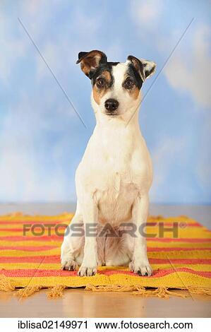 Stock Image - Parson Russell Terrier sitting on a blanket. Fotosearch