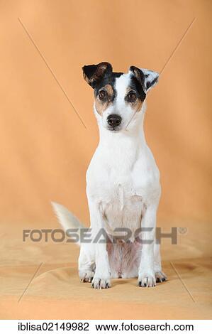 Parson Russell Terrier sitting View Large Photo Image Stock Image - Parson Russell Terrier sitting. Fotosearch