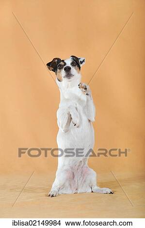 Parson Russell Terrier standing on its hind legs View Large Photo Image Picture - Parson Russell Terrier standing on its hind legs. Fotosearch