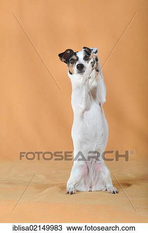 Parson Russell Terrier standing on its hind legs View Large Photo Image Stock Image - Parson Russell Terrier standing on its hind legs. Fotosearch